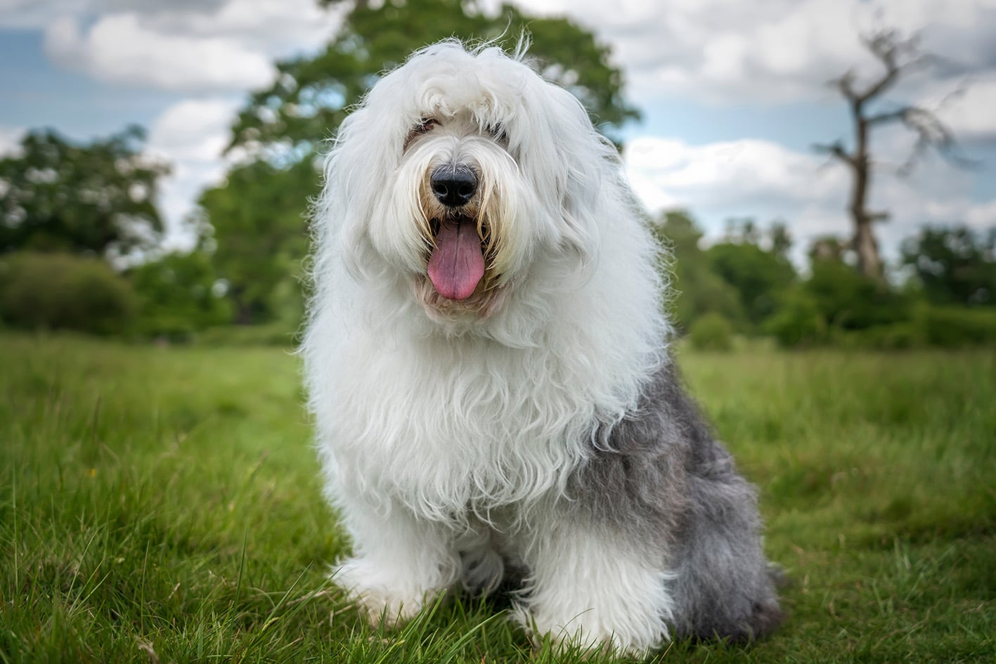Bobtail, il compagno perfetto per la vita all&rsquo;aria aperta